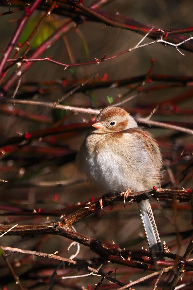 Field Sparrow - ML614443899