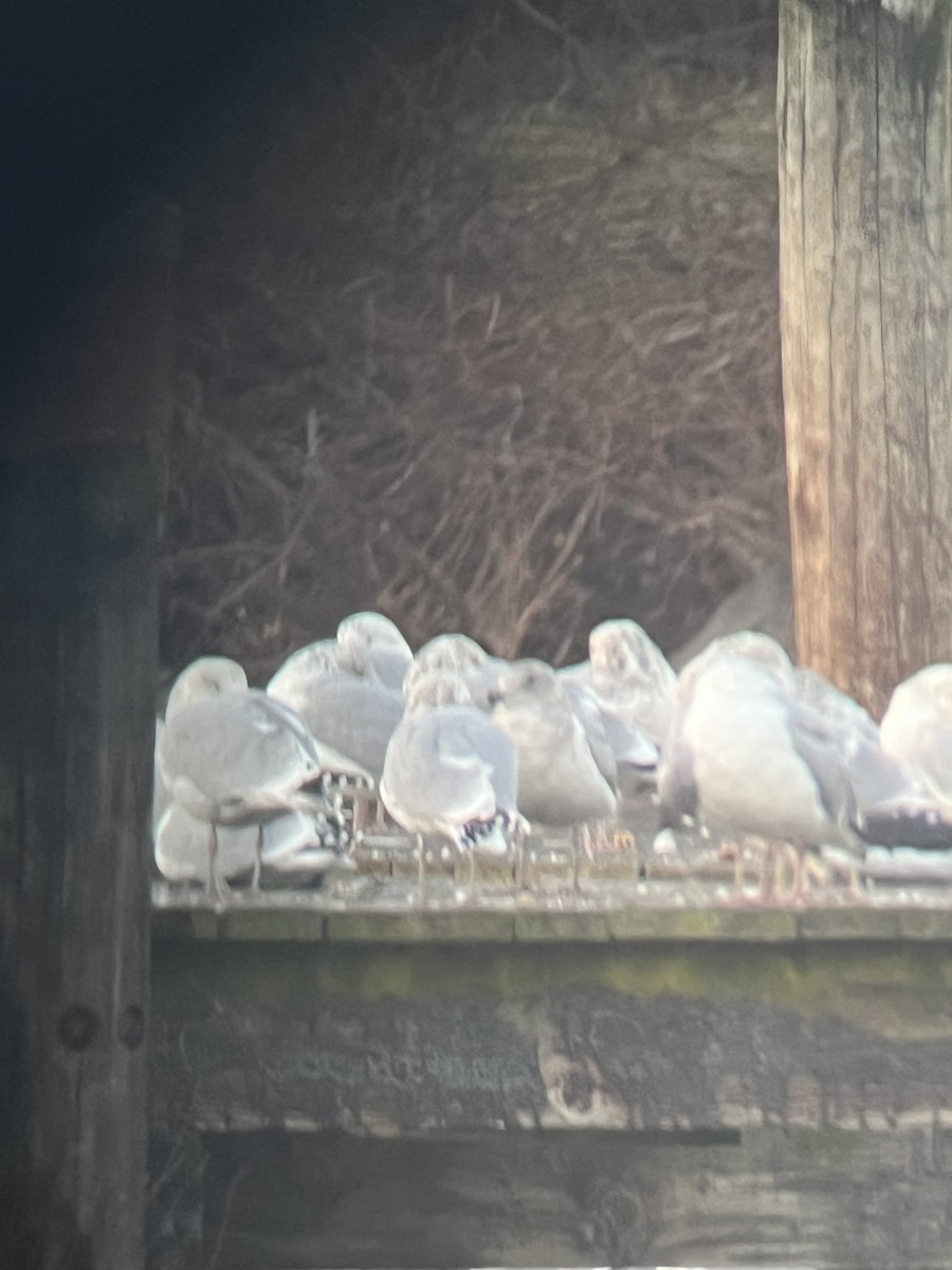 Glaucous-winged Gull - Santi Tabares