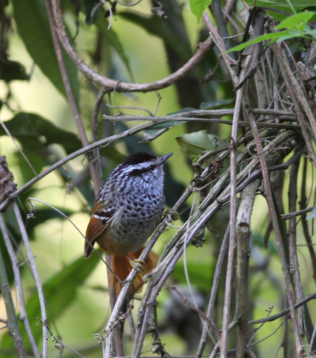 Rufous-tailed Antbird - ML614444023