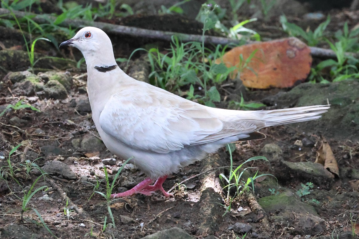 Eurasian Collared-Dove - ML614444103