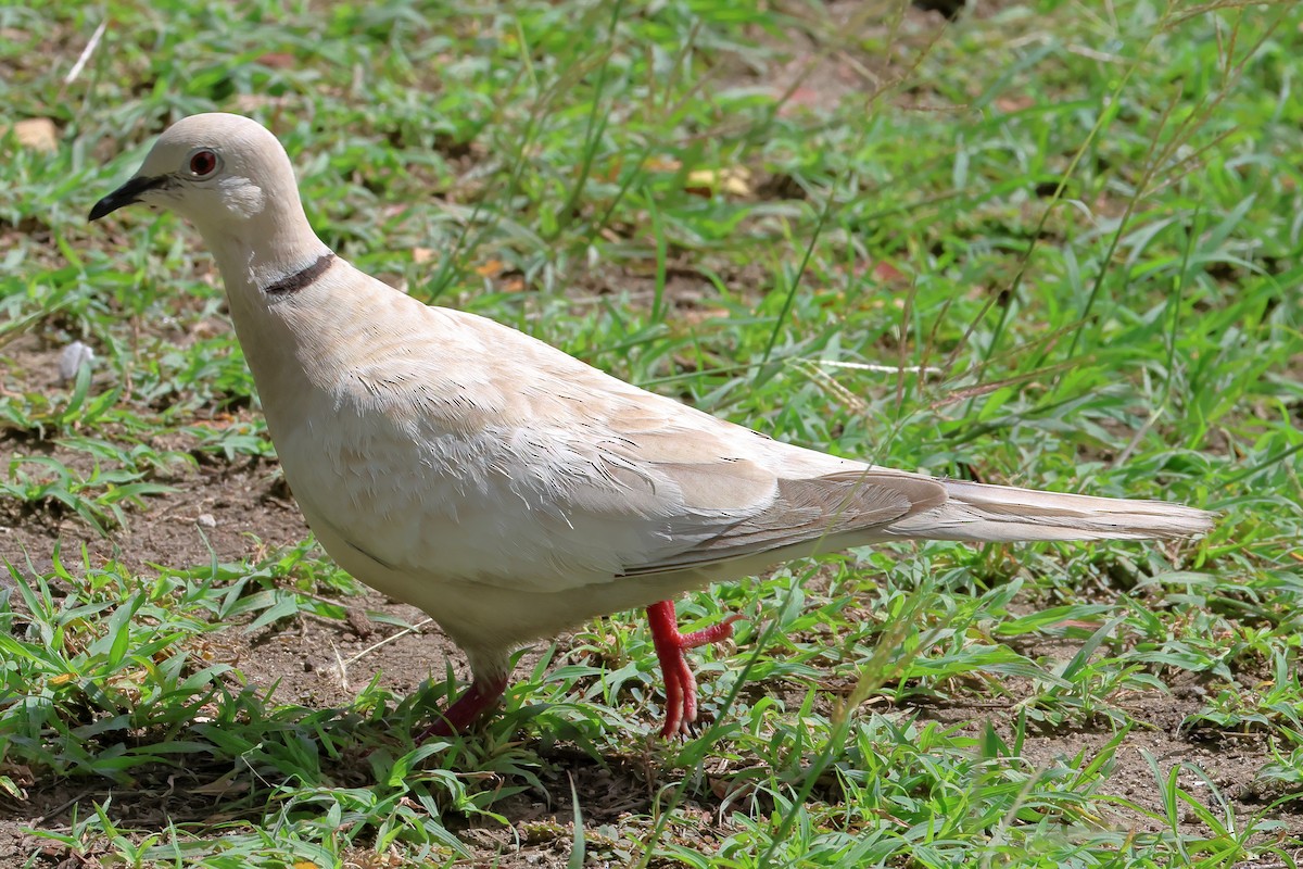 Eurasian Collared-Dove - ML614444107