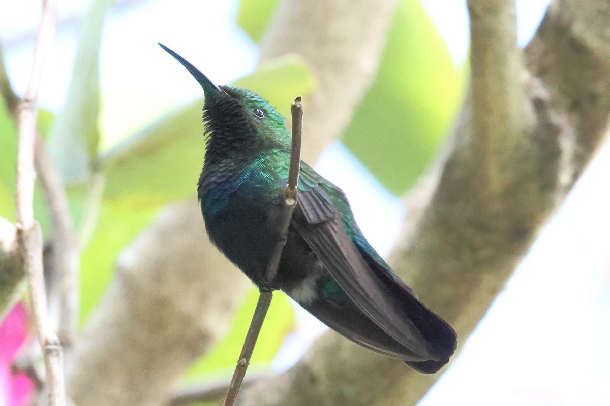 Green-throated Carib - ML614444143