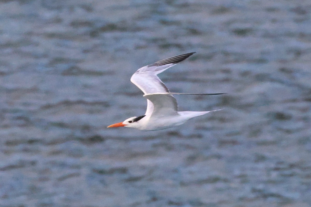 Royal Tern - ML614444160