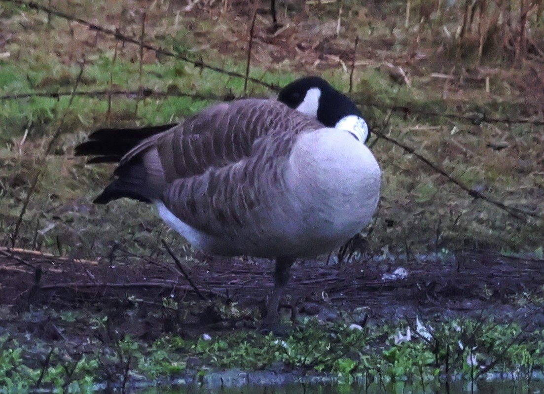 Canada Goose - Jody  Wells