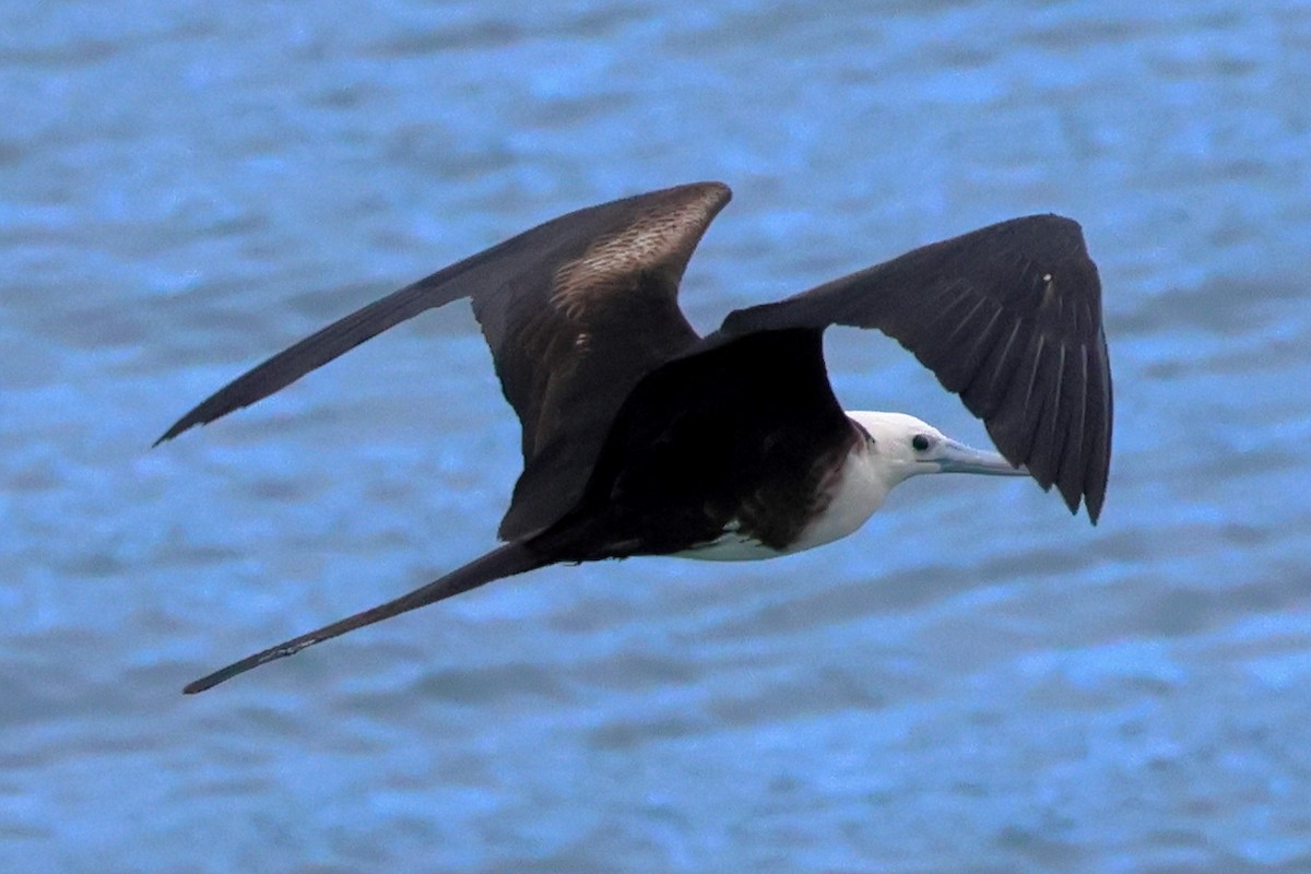 Magnificent Frigatebird - ML614444229