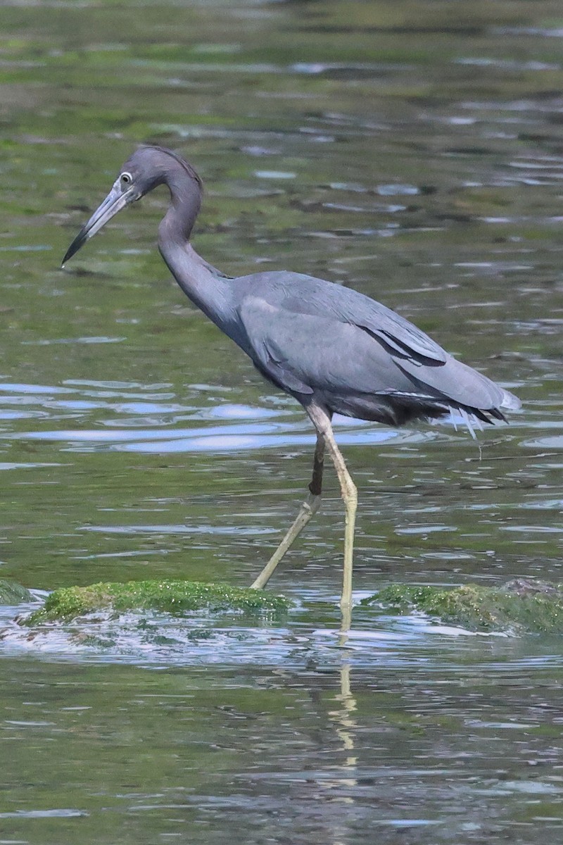 Little Blue Heron - Mark Miller