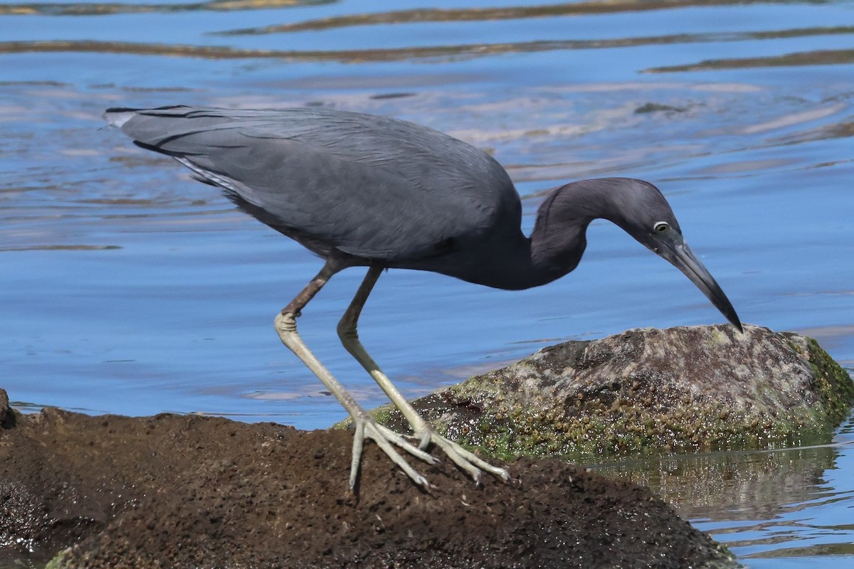 Little Blue Heron - ML614444253