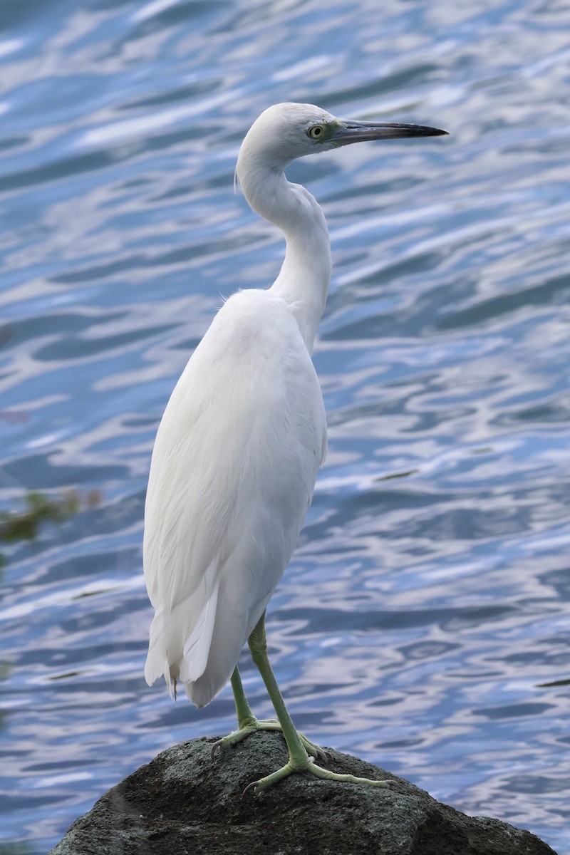 Little Blue Heron - ML614444273