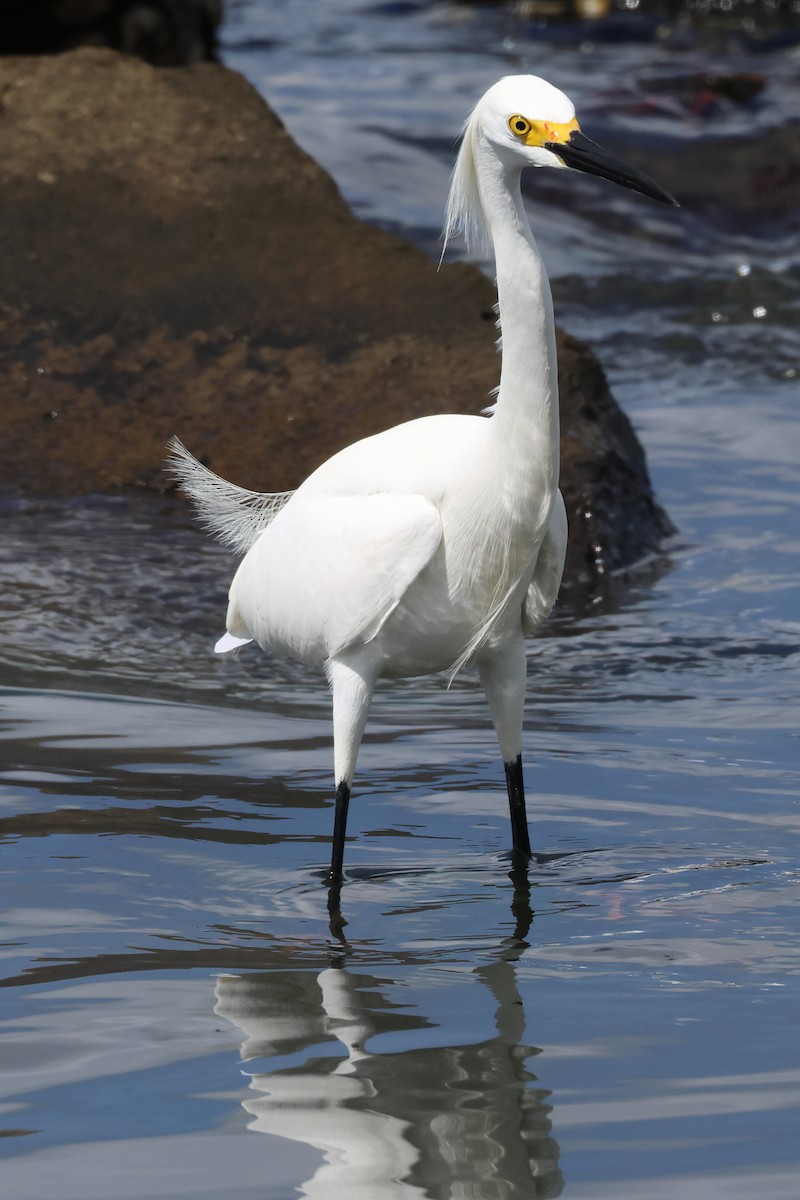 Snowy Egret - ML614444323