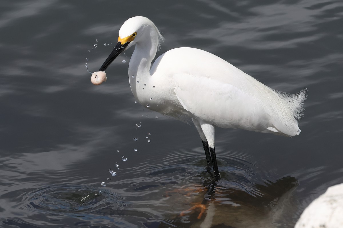 Snowy Egret - ML614444335