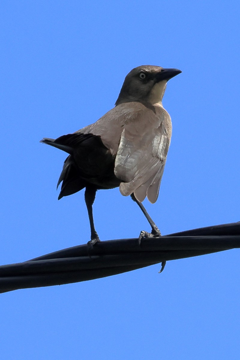 Carib Grackle - ML614444406