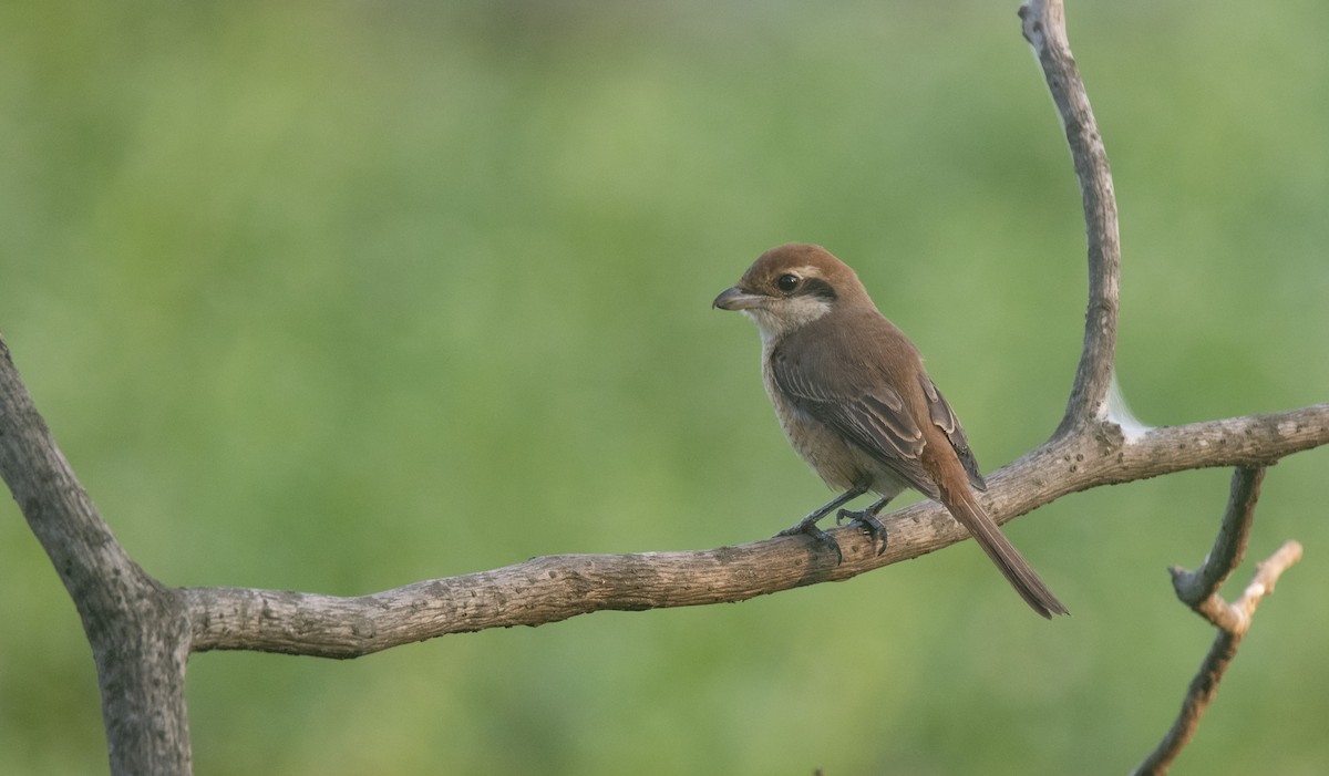 Pie-grièche brune - ML614444570