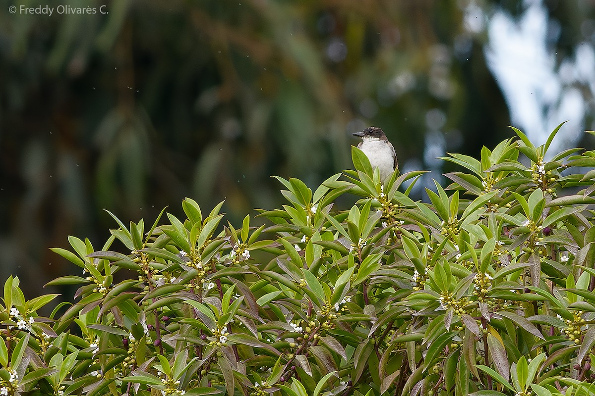 Eastern Kingbird - ML614444600