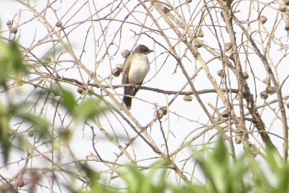 Eastern Kingbird - ML614444618