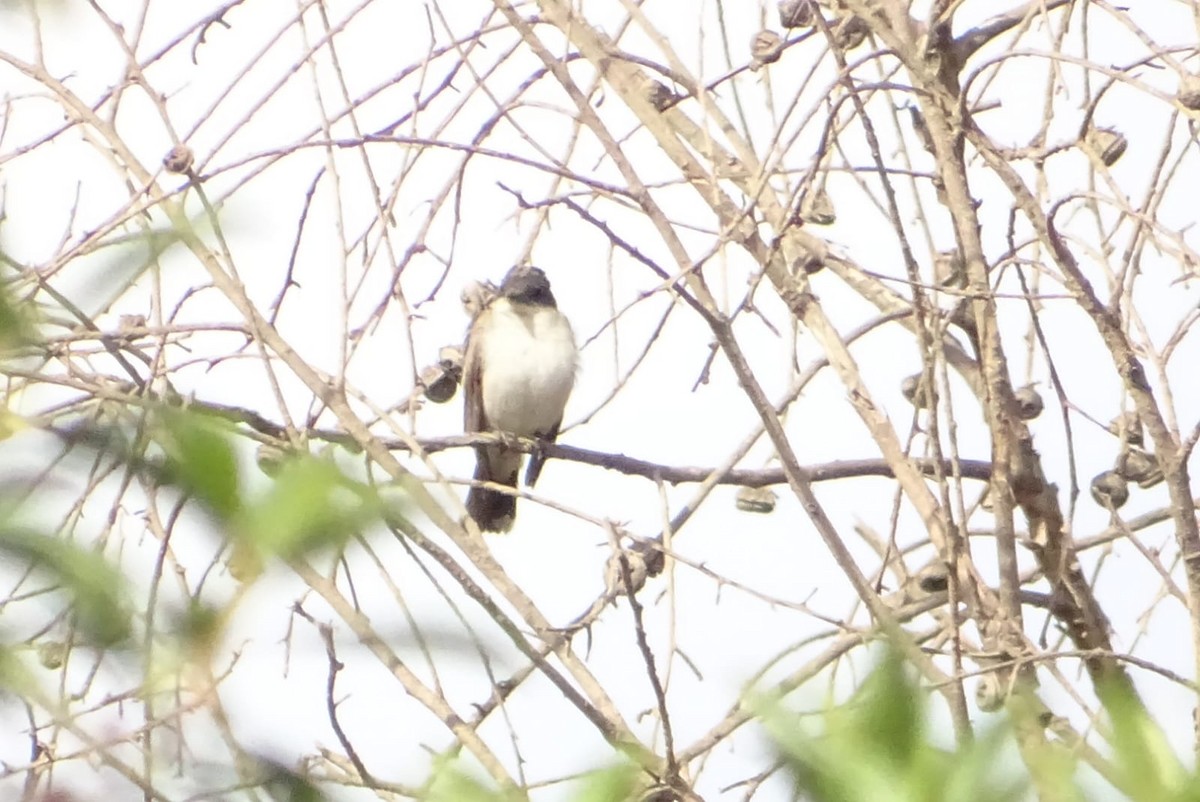 Eastern Kingbird - ML614444619