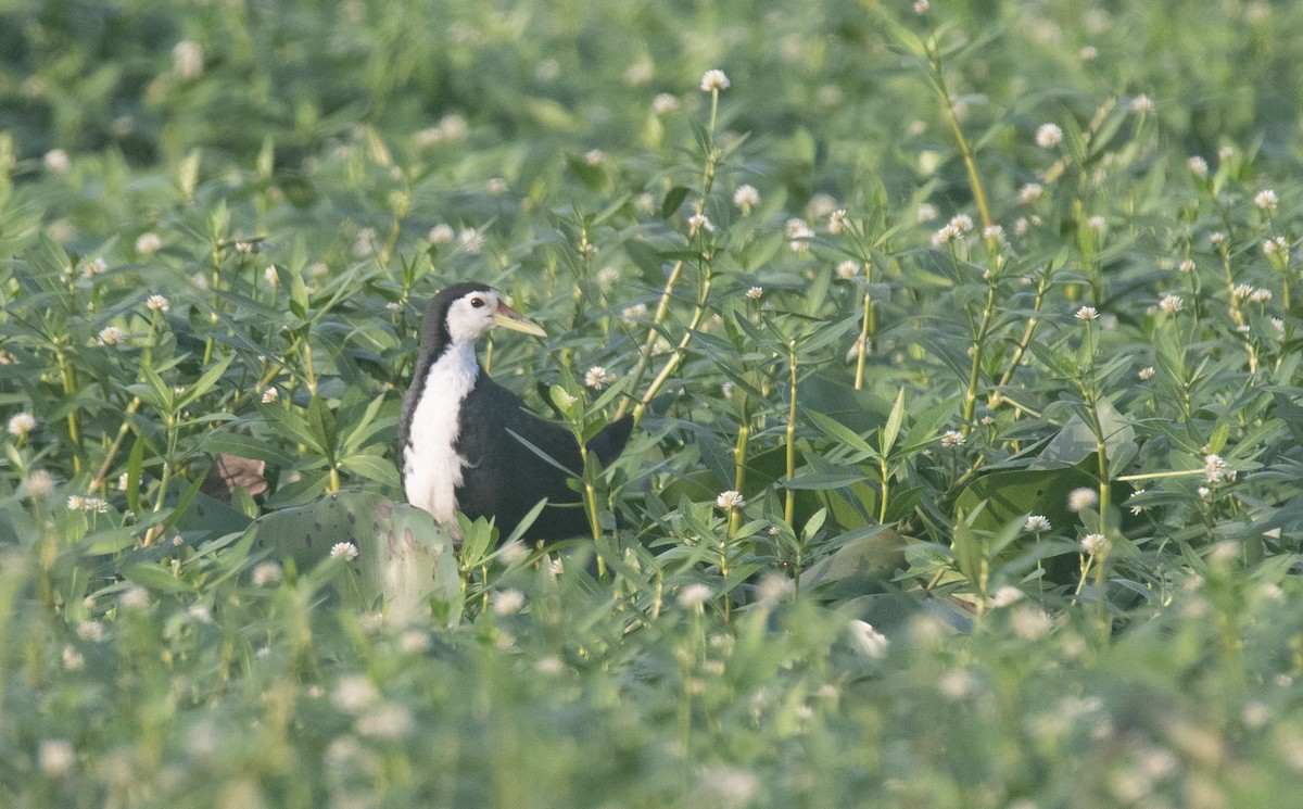 White-breasted Waterhen - ML614444622