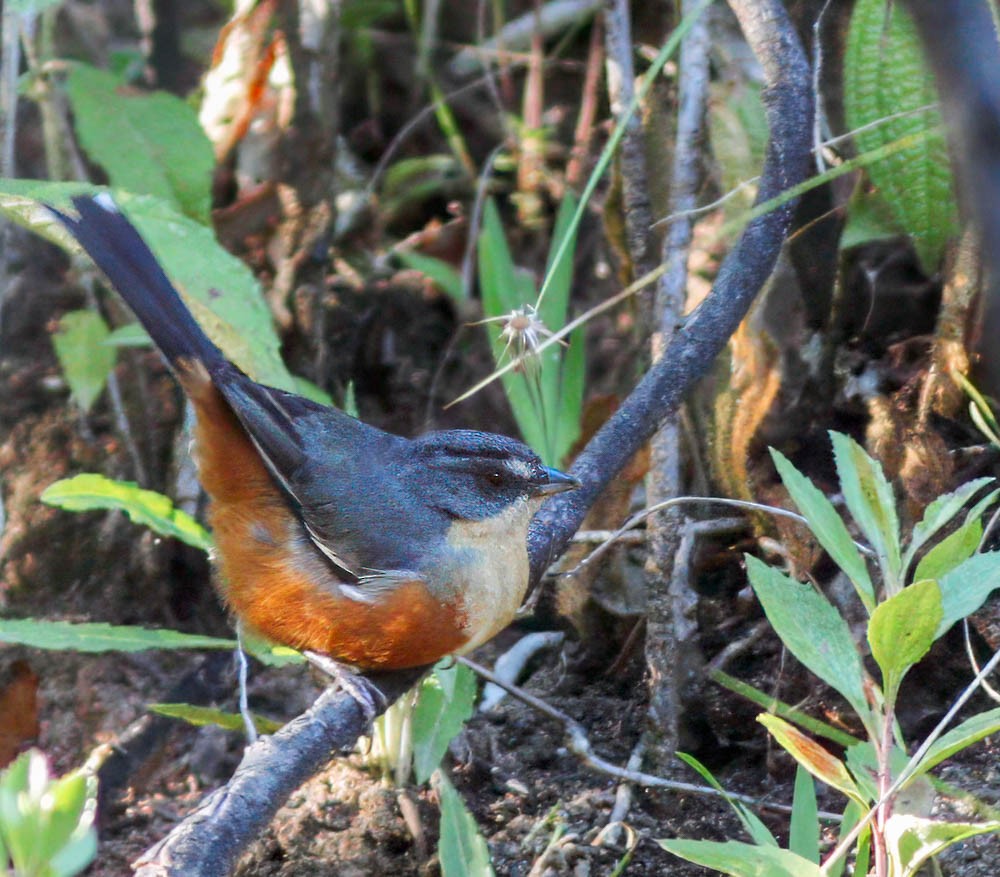 Buff-throated Warbling Finch - ML614444632