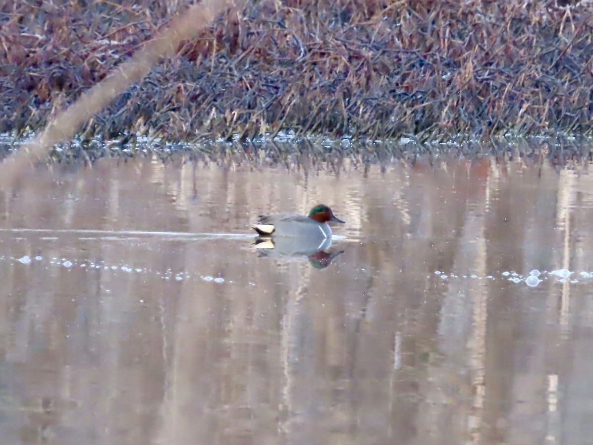 Green-winged Teal - ML614444671