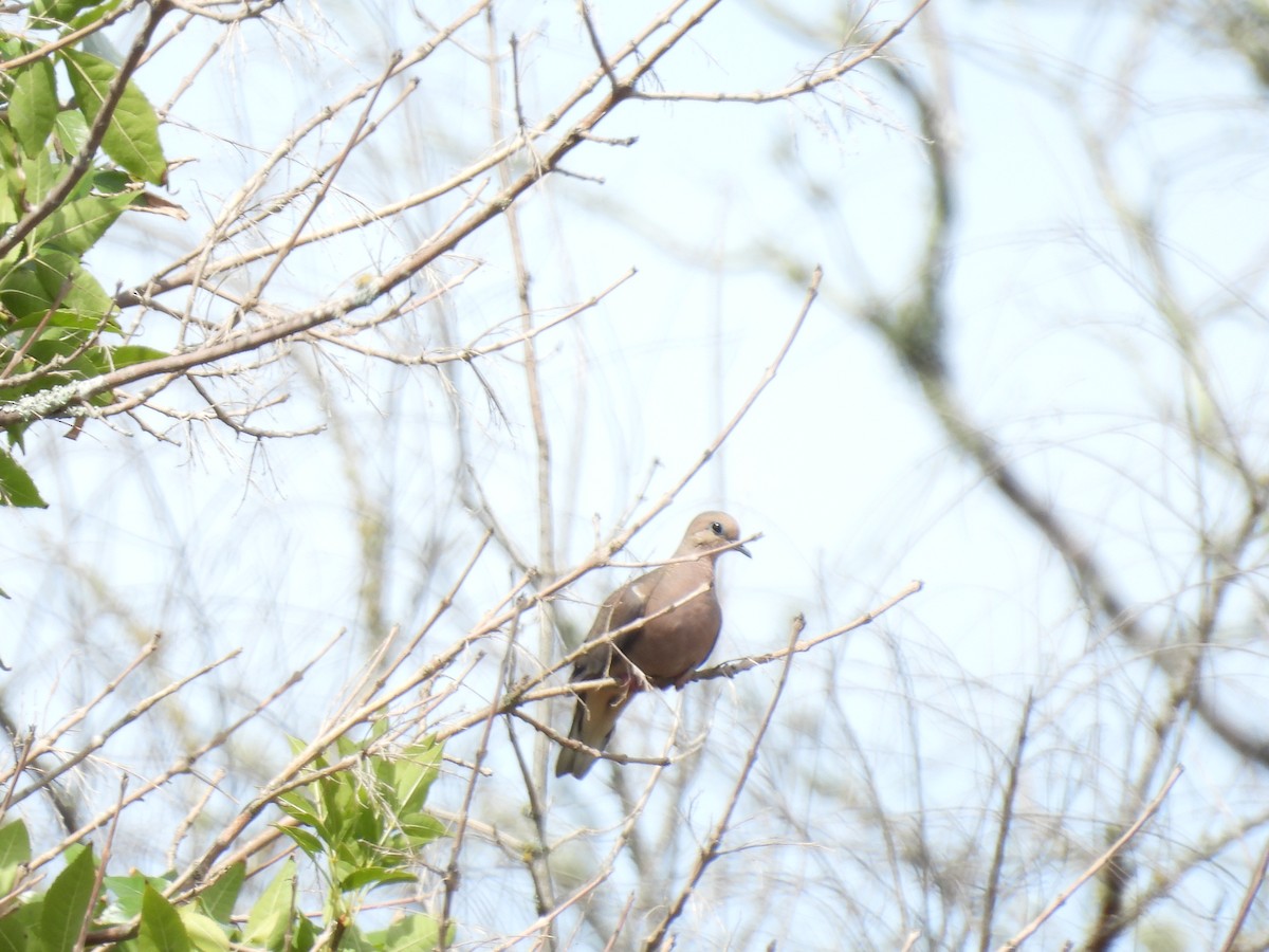 Eared Dove - ML614444688