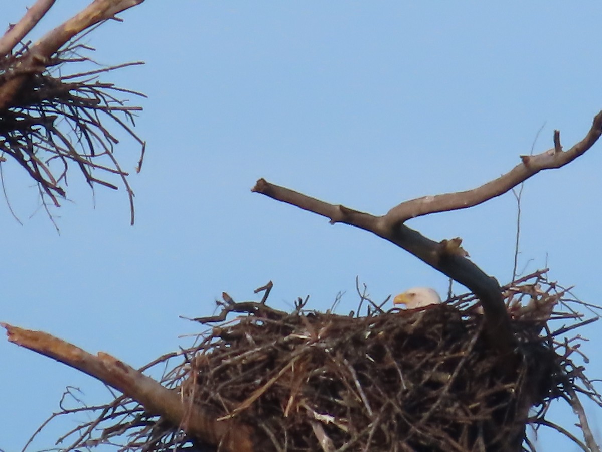 Bald Eagle - ML614444710