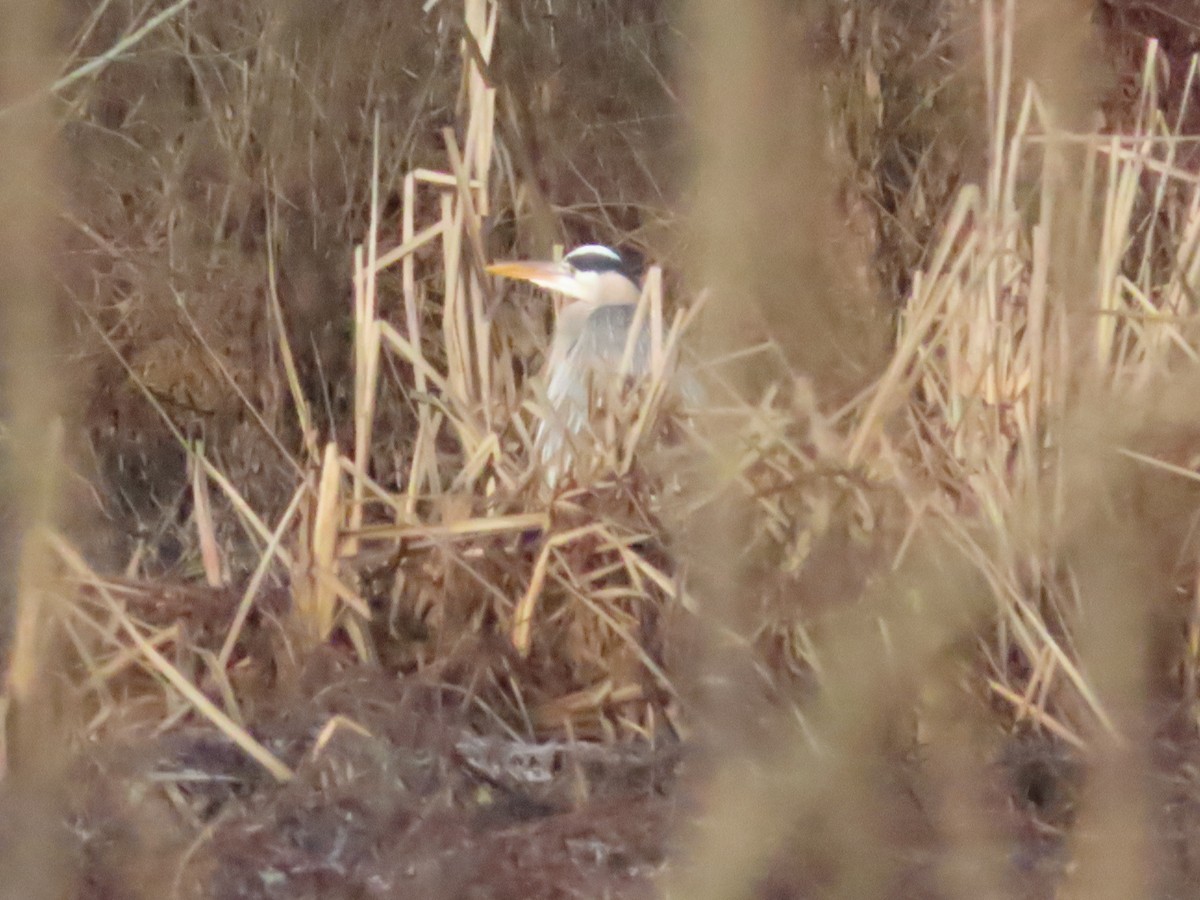Great Blue Heron - ML614444714