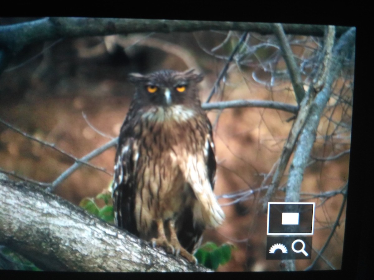 Brown Fish-Owl - ML61444481