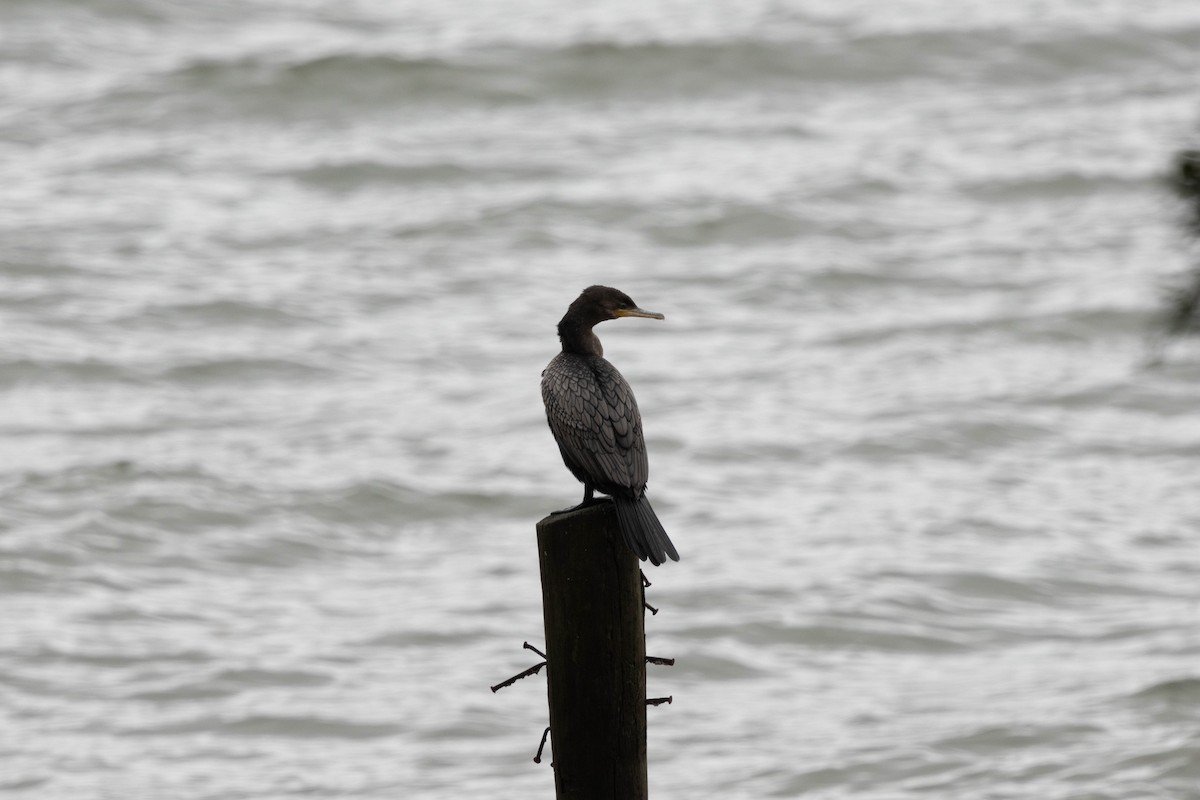 Neotropic Cormorant - ML614444909