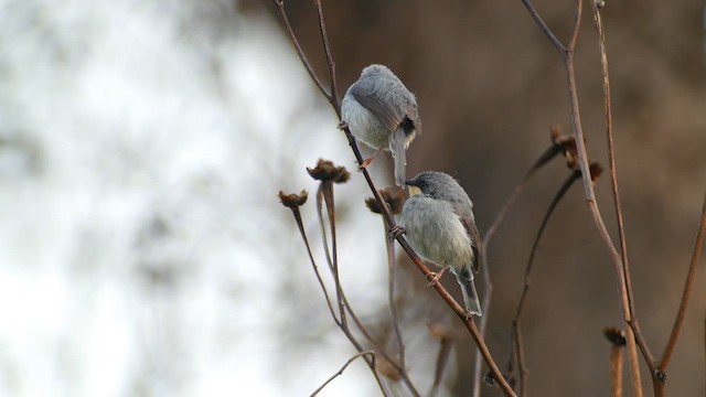 Apalis à gorge blanche - ML614445018