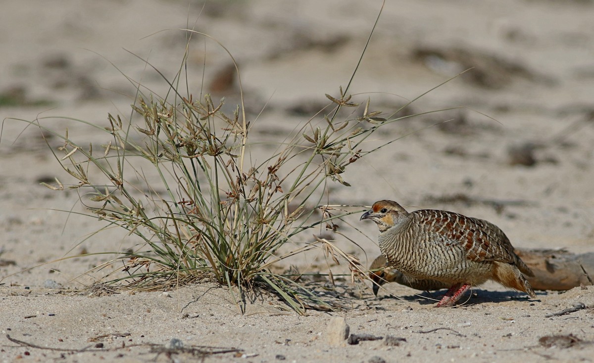 Gray Francolin - Łukasz Janocha