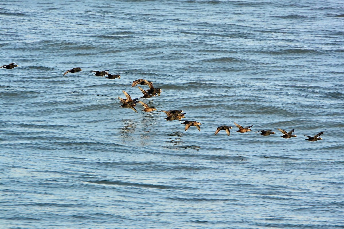 Black Scoter - Seth Honig