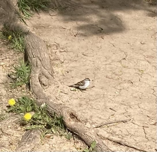 Chipping Sparrow - Caleb Catto