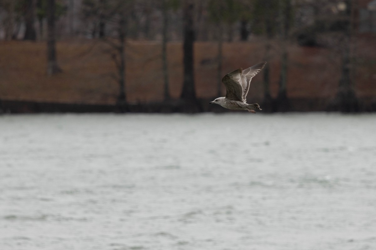 Herring Gull - ML614445134