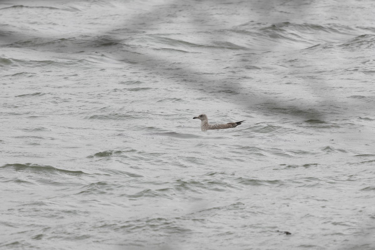 Herring Gull - ML614445135