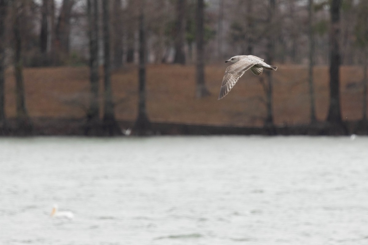 Herring Gull - ML614445136