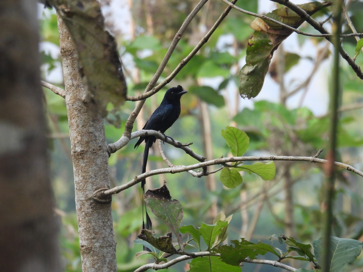 Greater Racket-tailed Drongo - Praveen Tangirala