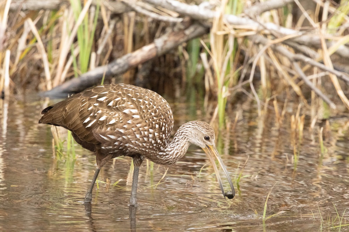 Limpkin - ML614445186