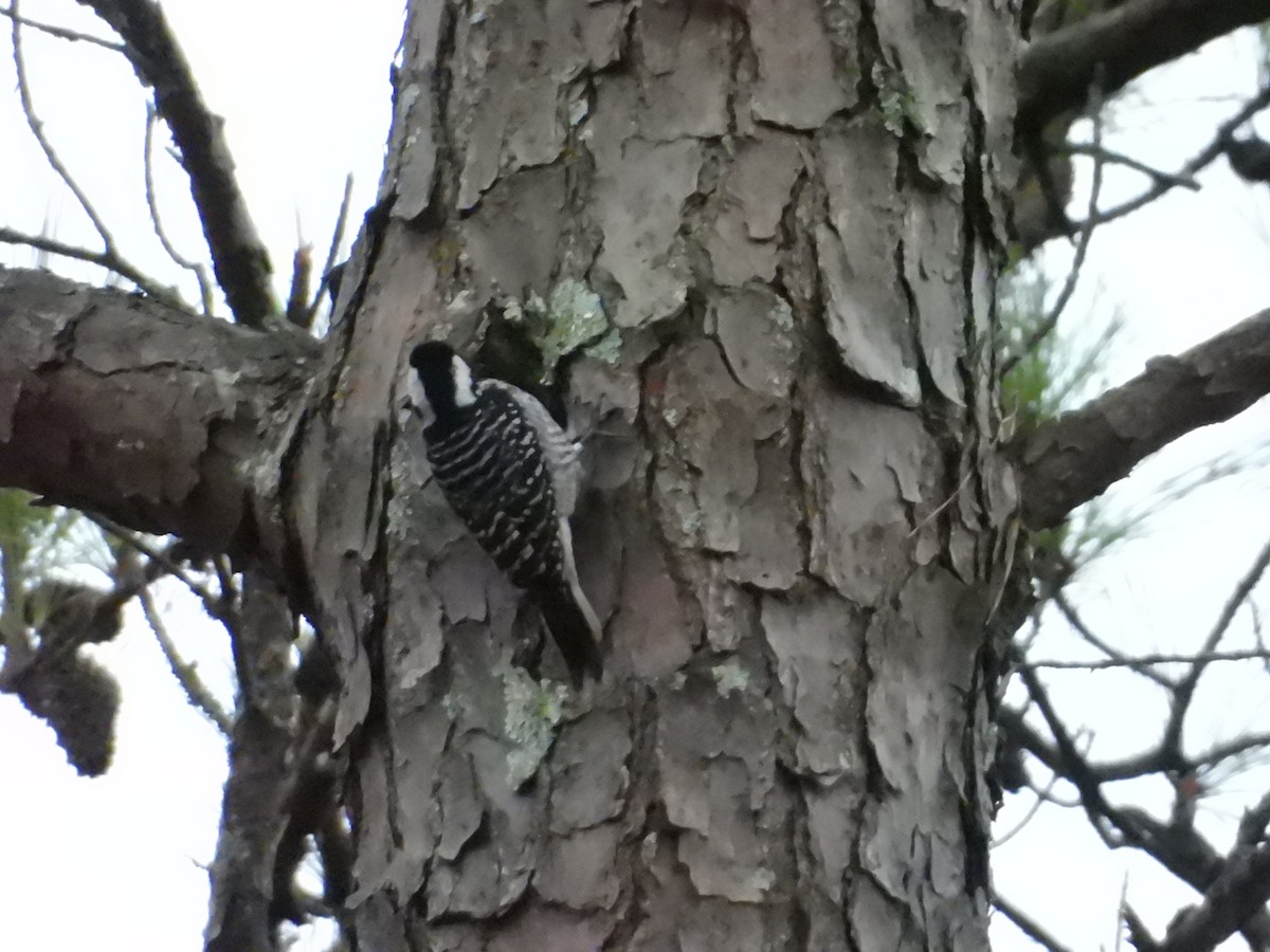 Red-cockaded Woodpecker - ML614445243