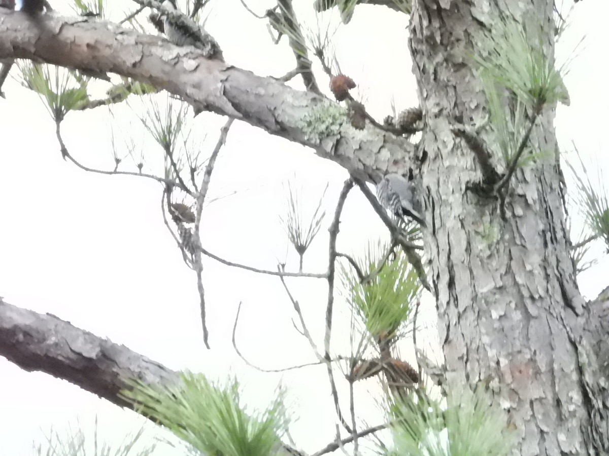 Red-cockaded Woodpecker - Bill Holland