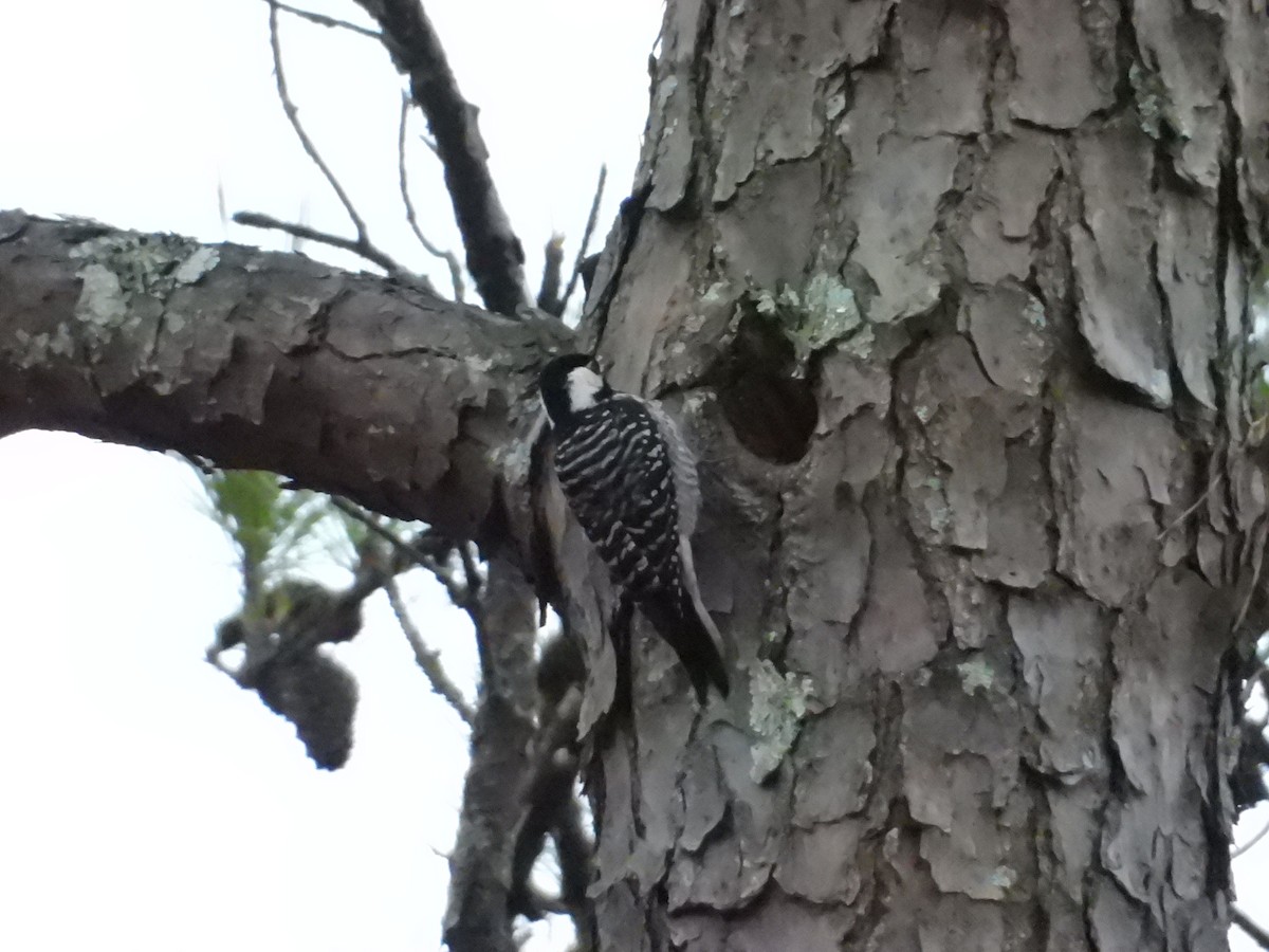 Red-cockaded Woodpecker - Bill Holland