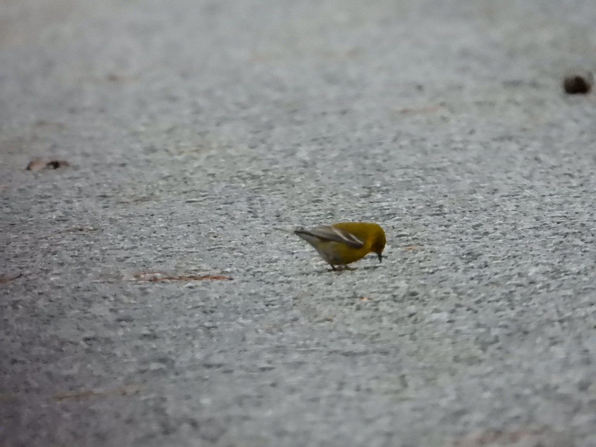 Pine Warbler - ML614445281