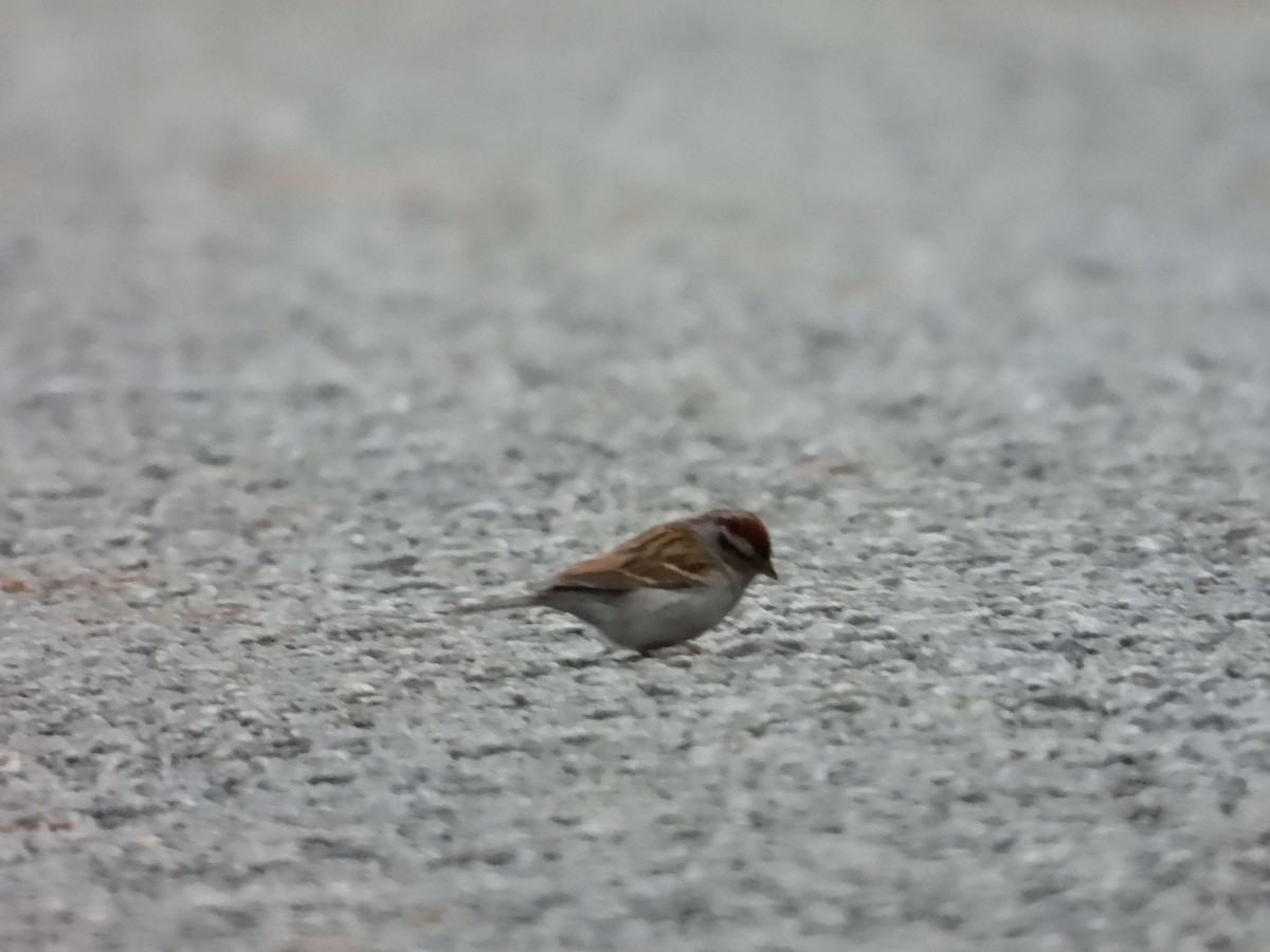 Chipping Sparrow - ML614445292