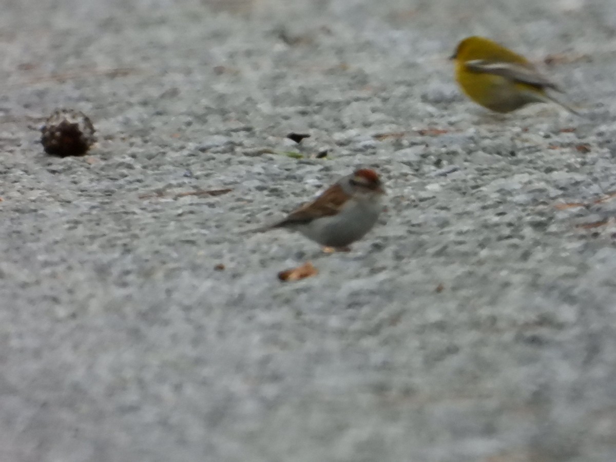 Chipping Sparrow - ML614445293