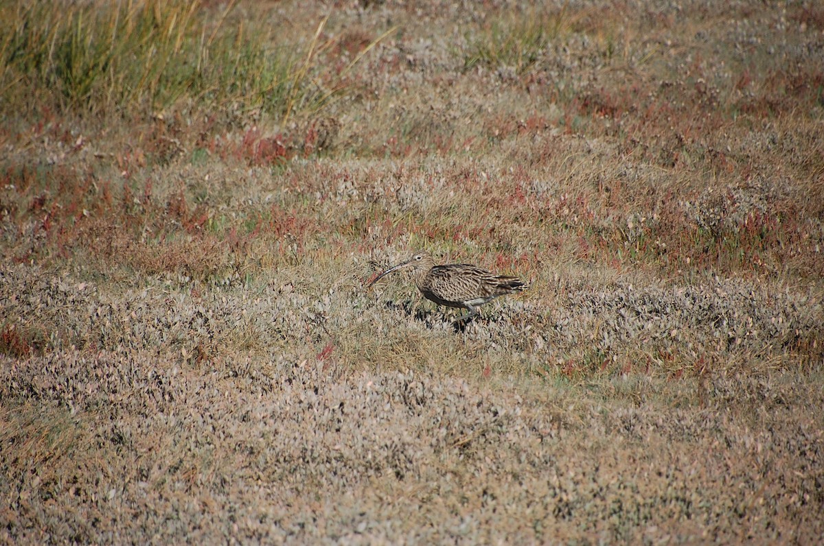 Eurasian Curlew - ML614445372