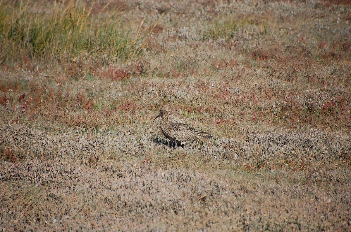 Eurasian Curlew - ML614445379