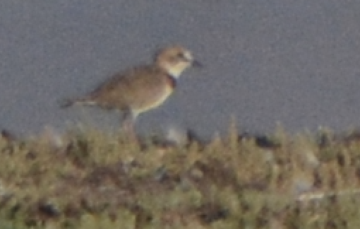 Collared Plover - ML614445443