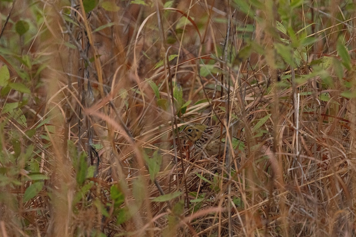 Henslow's Sparrow - Jack Rogers