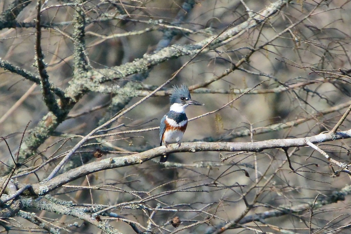 Belted Kingfisher - ML614445568