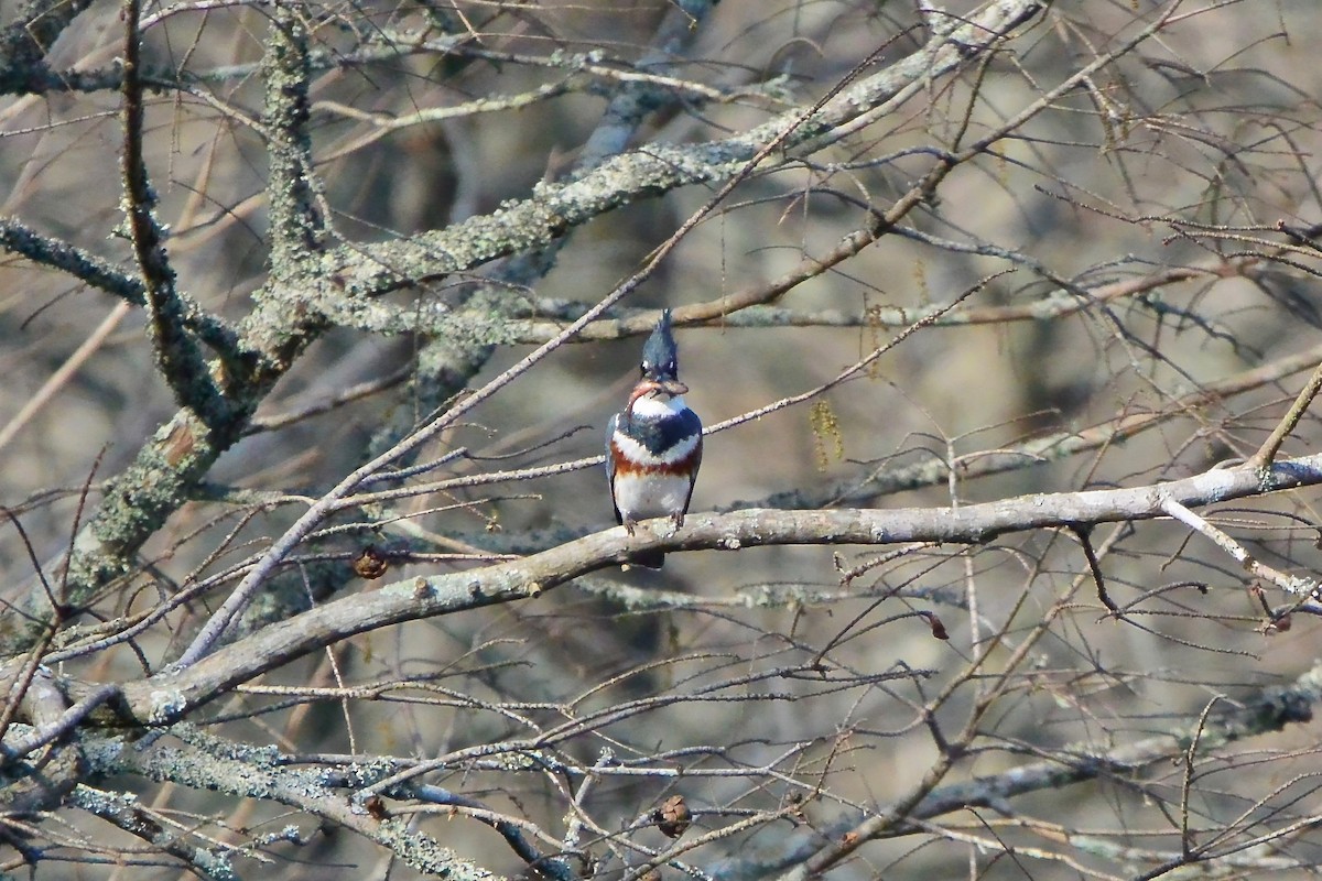 Belted Kingfisher - ML614445569