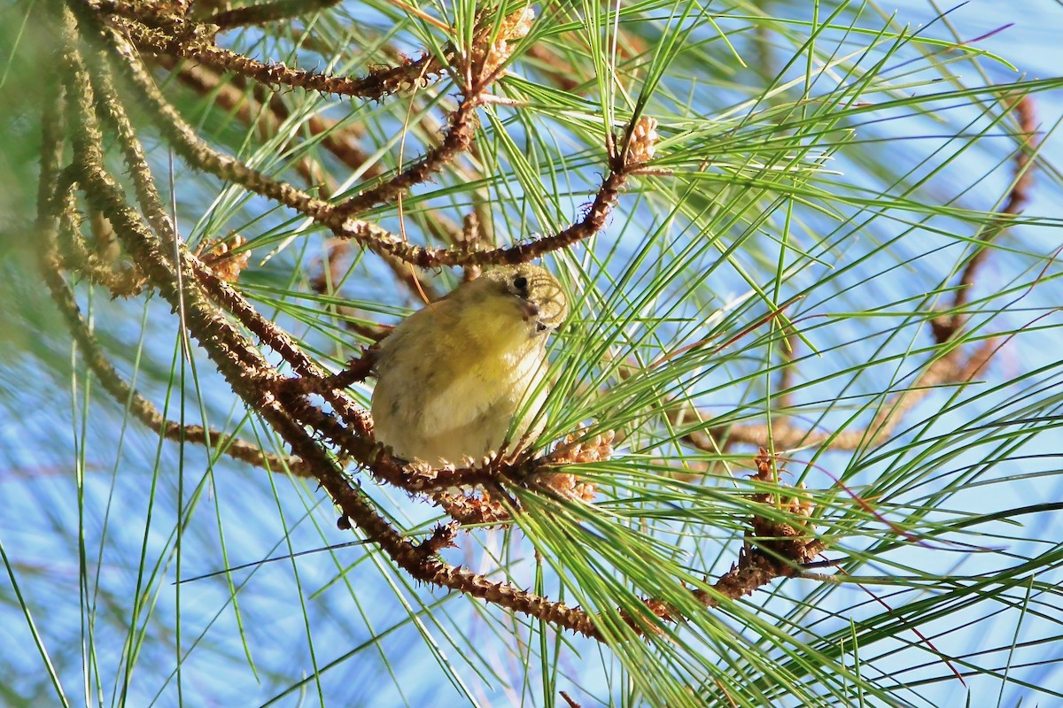 Pine Warbler - ML614445588