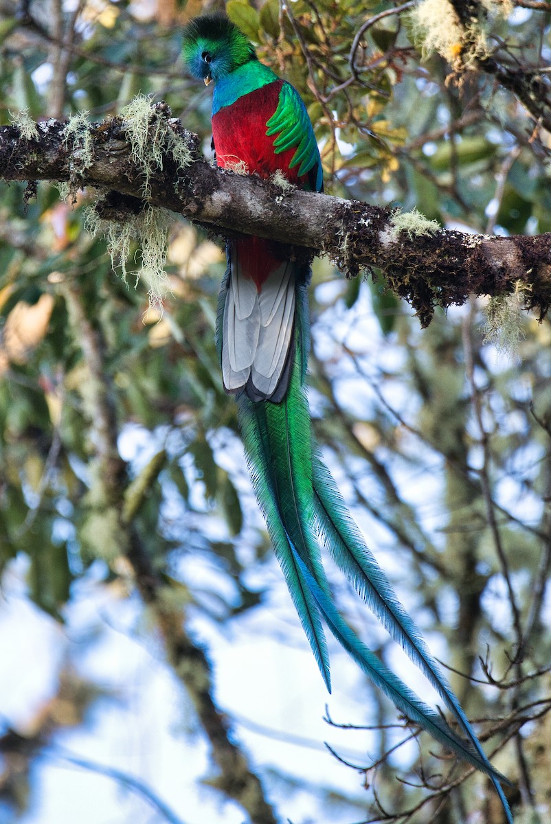 Quetzal resplendissant - ML614445613